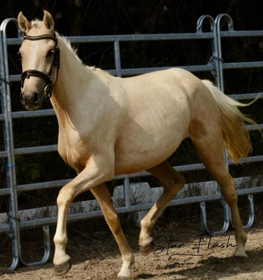 Plusieurs poneys &agrave; vendre 