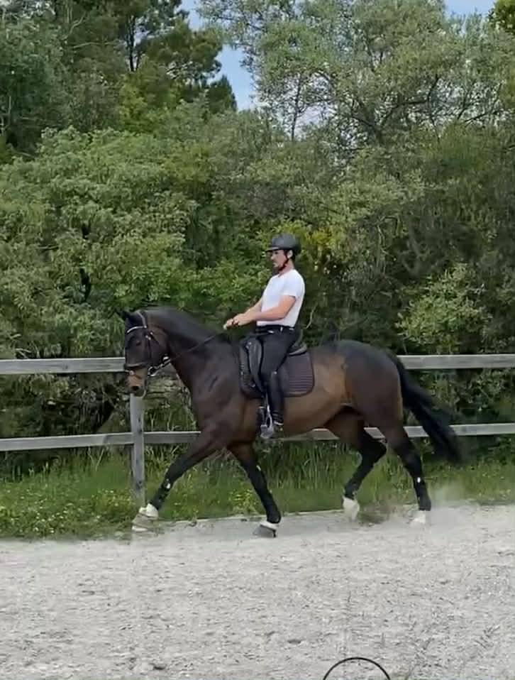 Hongre - Oldenbourg - 13 ans - Dressage - France
