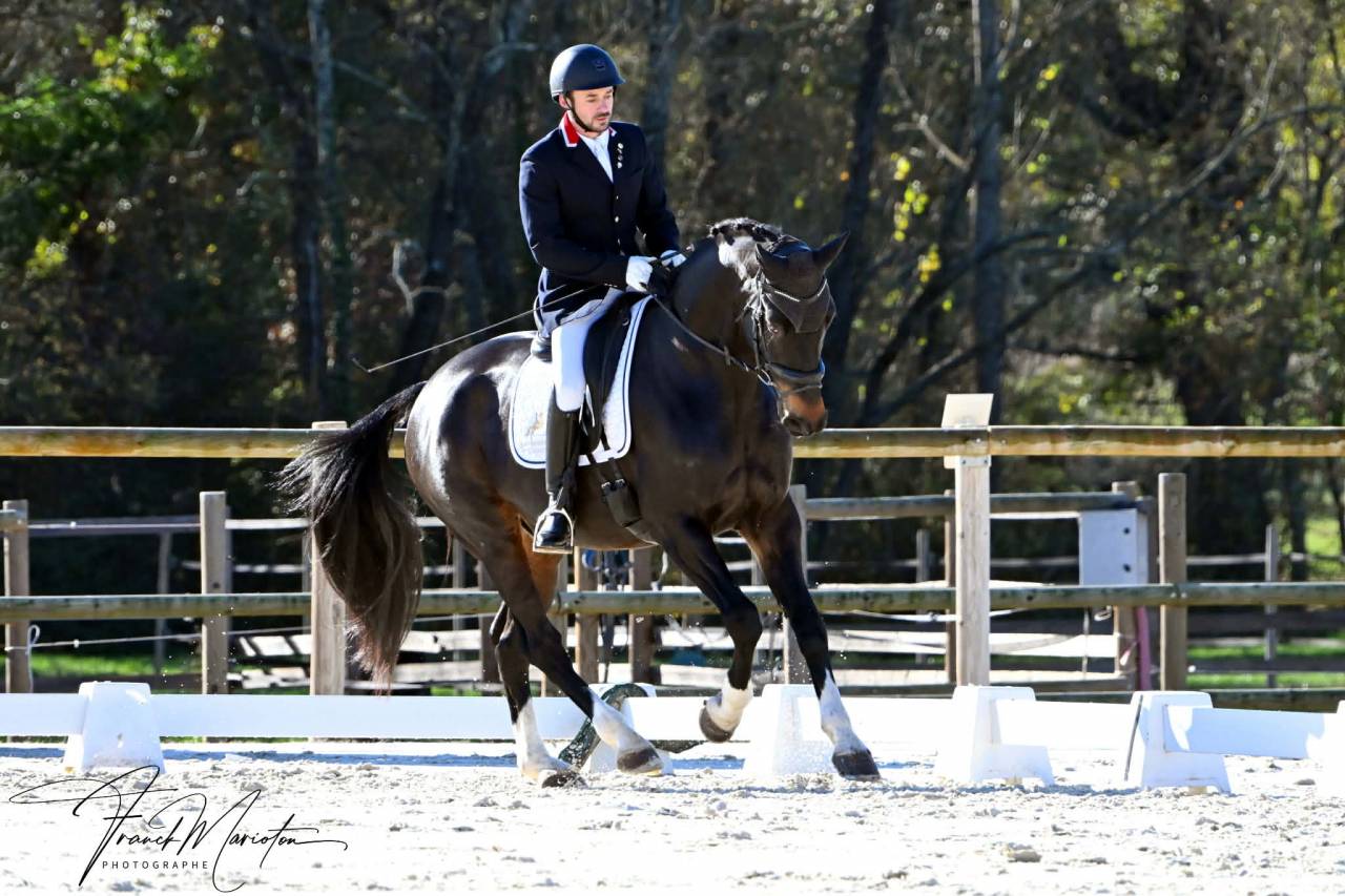 Hongre - Oldenbourg - 13 ans - Dressage - France