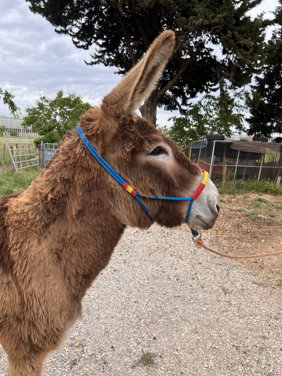 Adorable Anesse de 5 ans toisant 1m40 