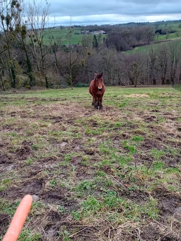 POULICHE DE TRAIT A VENDRE 