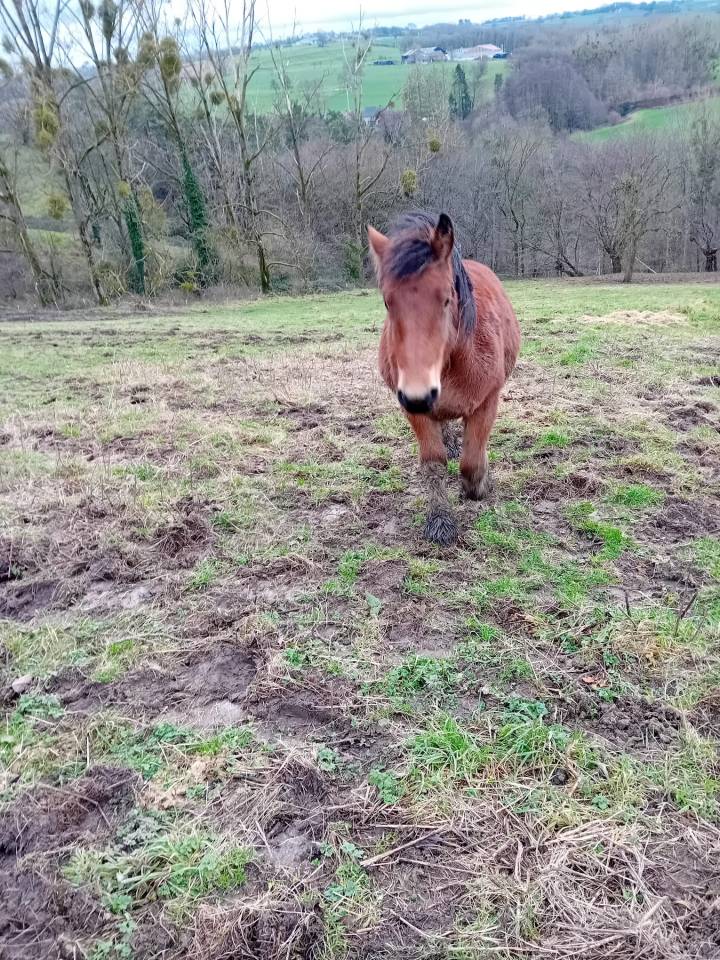 POULICHE DE TRAIT A VENDRE 