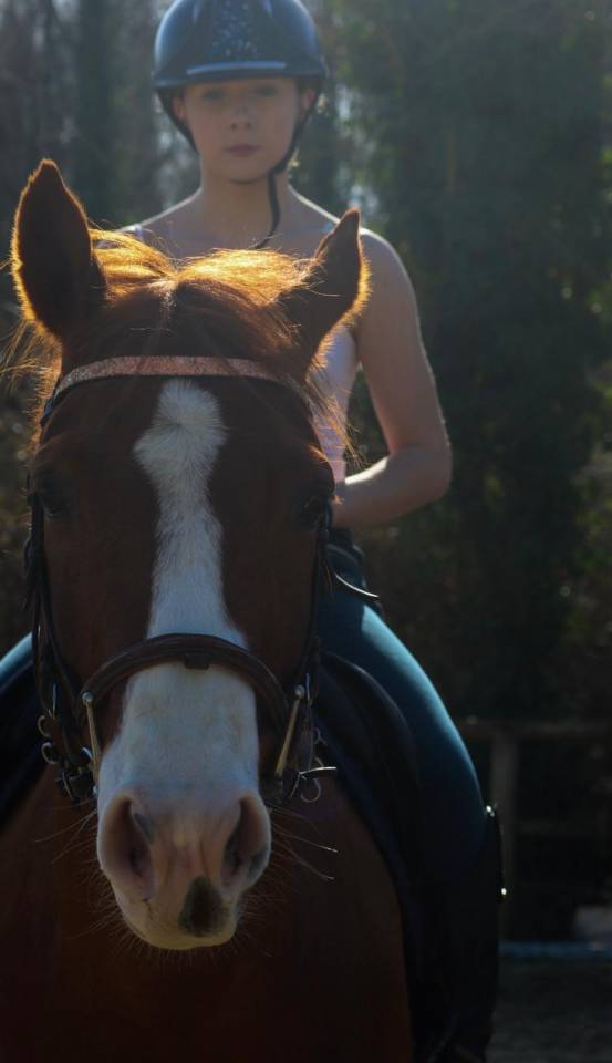 Vends paint horse pp