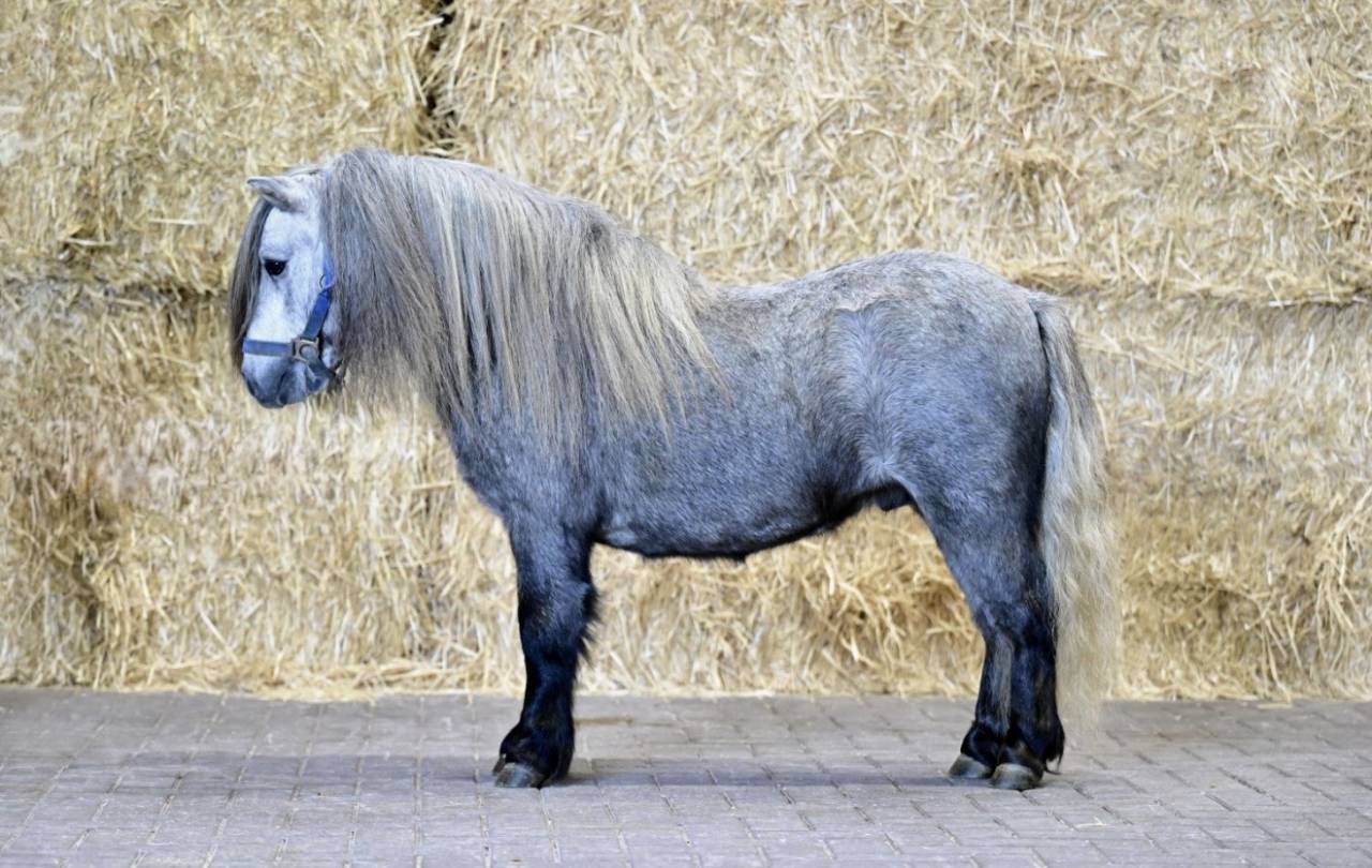 Male shetland. 
