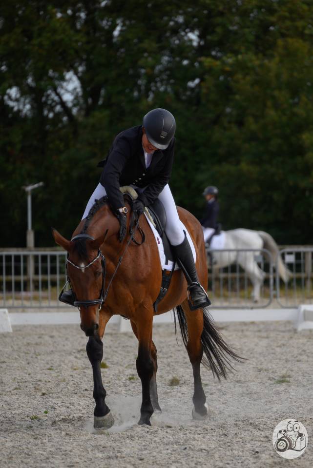 Cheval de sport pour CCE AMAT 1 / Elite 
