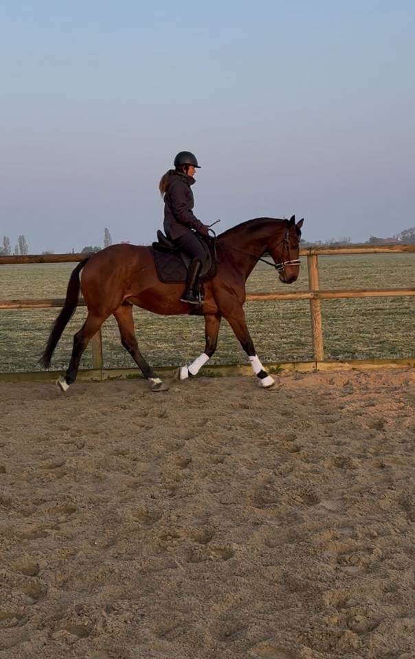Cheval de sport pour CCE AMAT 1 / Elite 