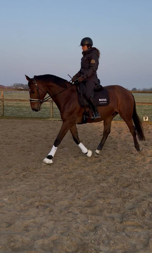 Cheval de sport pour CCE AMAT 1 / Elite 