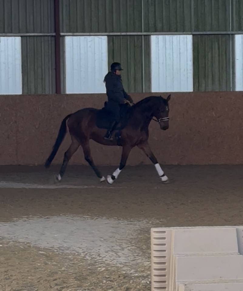 Cheval de sport pour CCE AMAT 1 / Elite 
