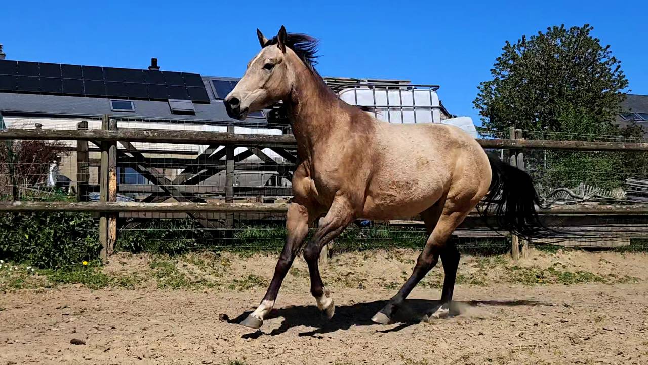Quarter horse ONC Isabelle 4ans