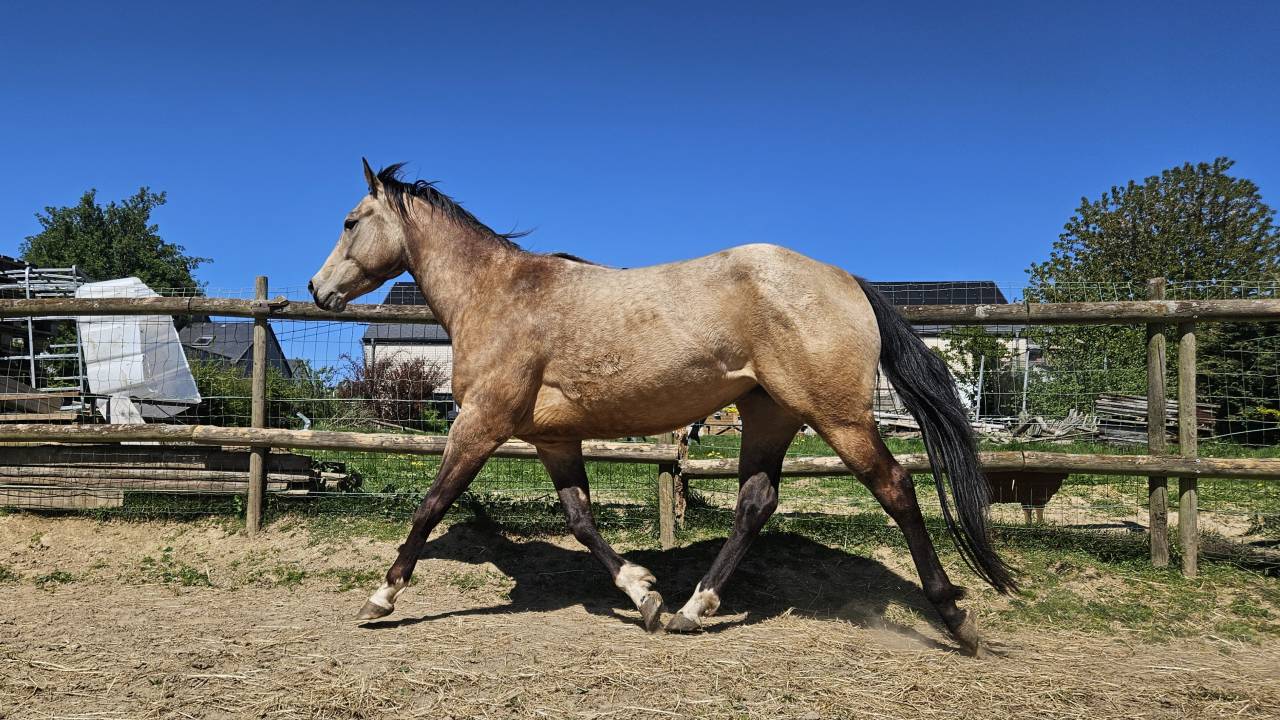 Quarter horse ONC Isabelle 4ans