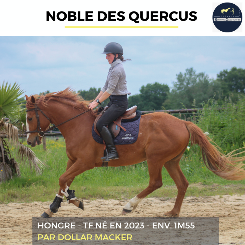 NOBLE DES QUERCUS - TF - 3 ANS
