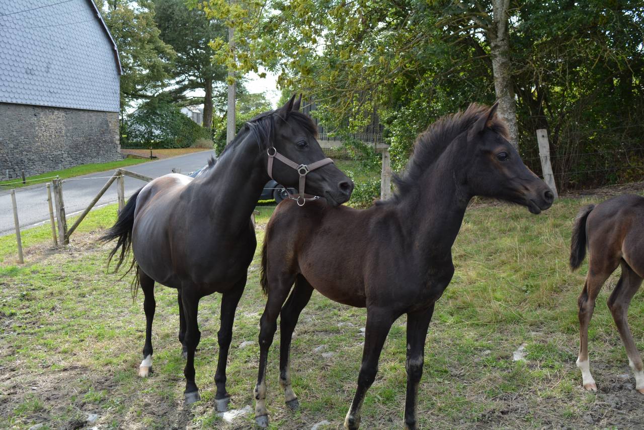 Jument noire homozygote 