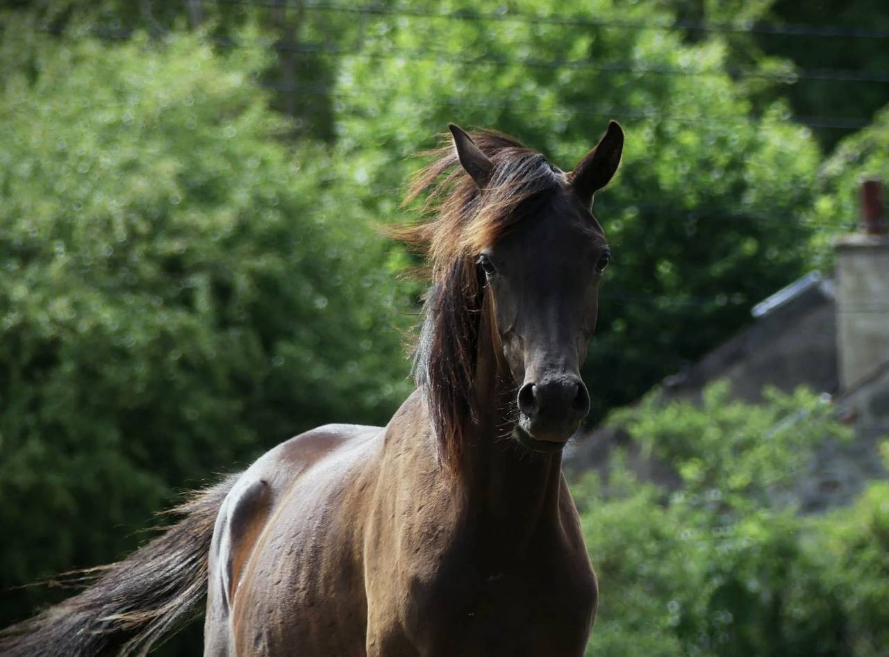 Pouliche noire homozygote 2025