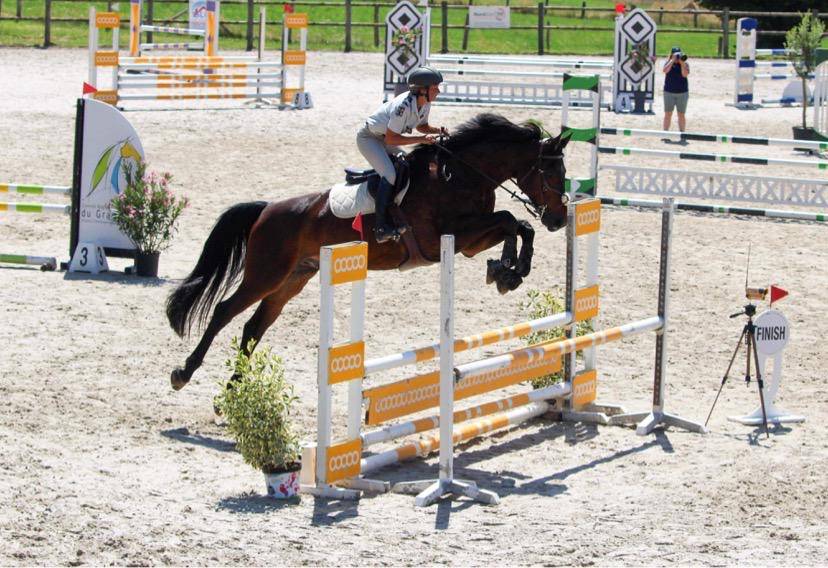 Cheval Selle Fran&ccedil;ais 