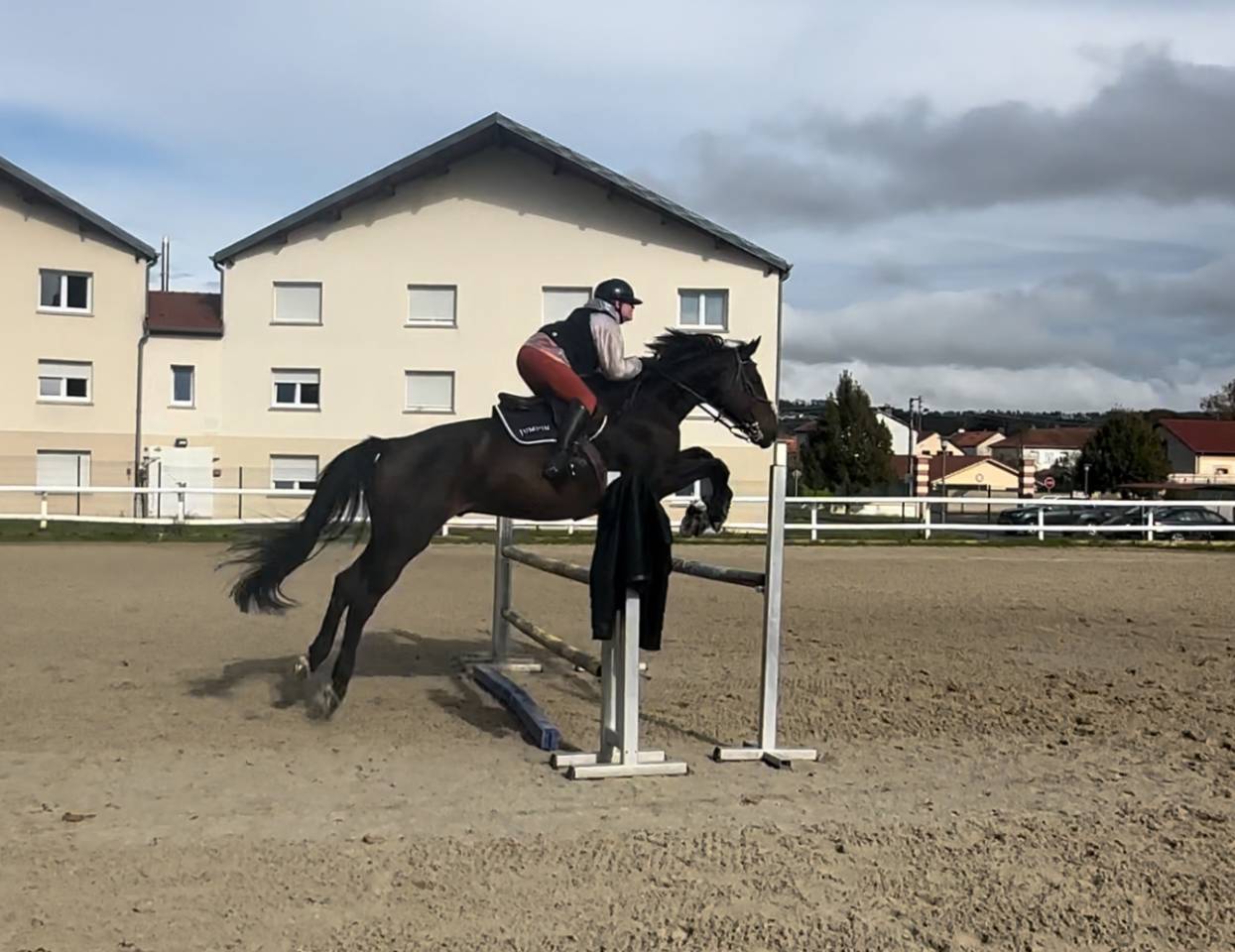 Cheval Selle Fran&ccedil;ais 