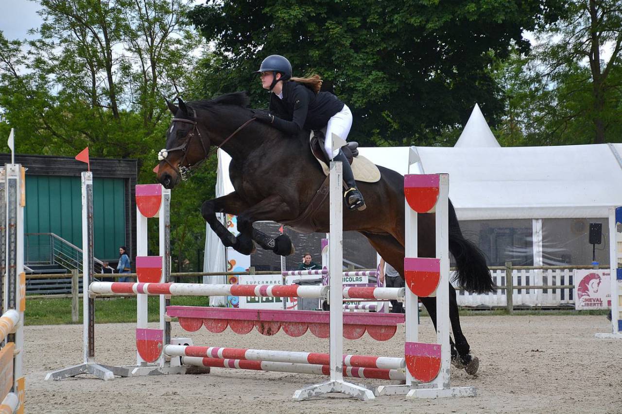 Cheval Selle Fran&ccedil;ais 