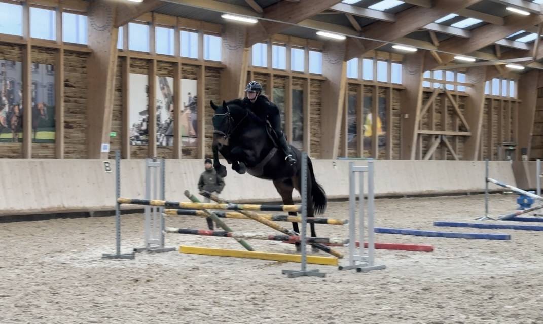 Cheval Selle Fran&ccedil;ais 