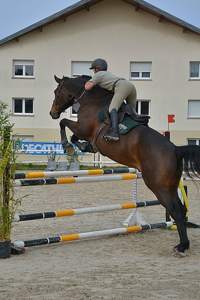 Cheval Selle Fran&ccedil;ais 
