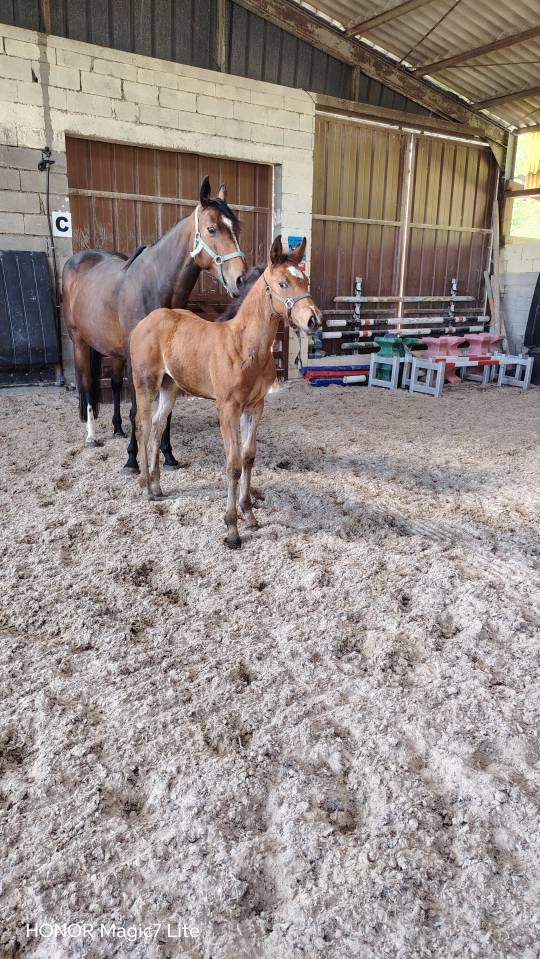 Jolie pouliche avec du chic et du cadre 