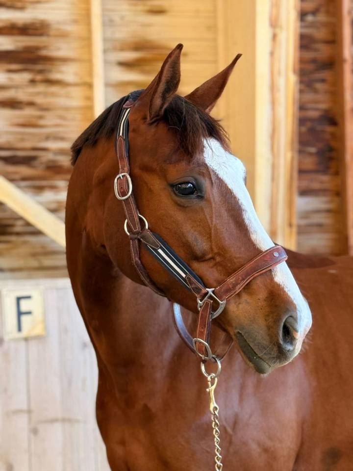 Jument - Hanovrienne - 11 ans - Dressage - France 