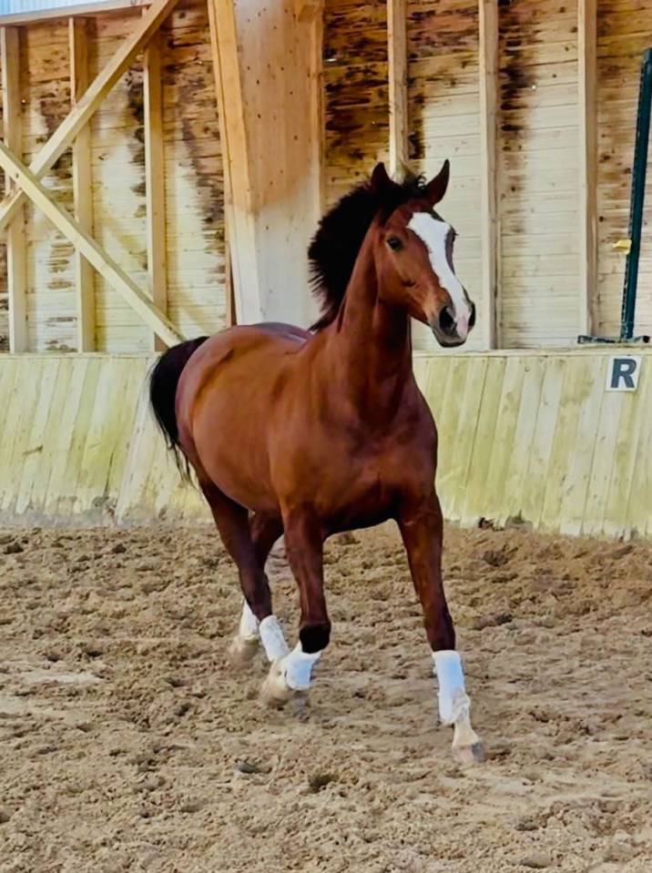 Jument - Hanovrienne - 11 ans - Dressage - France 