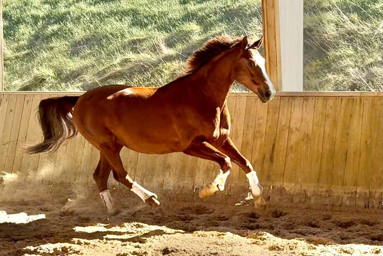 Jument - Hanovrienne - 11 ans - Dressage - France 