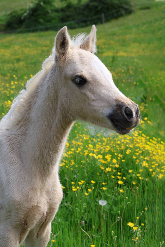 Quadzar de l'Oublan, m&acirc;le WB palomino