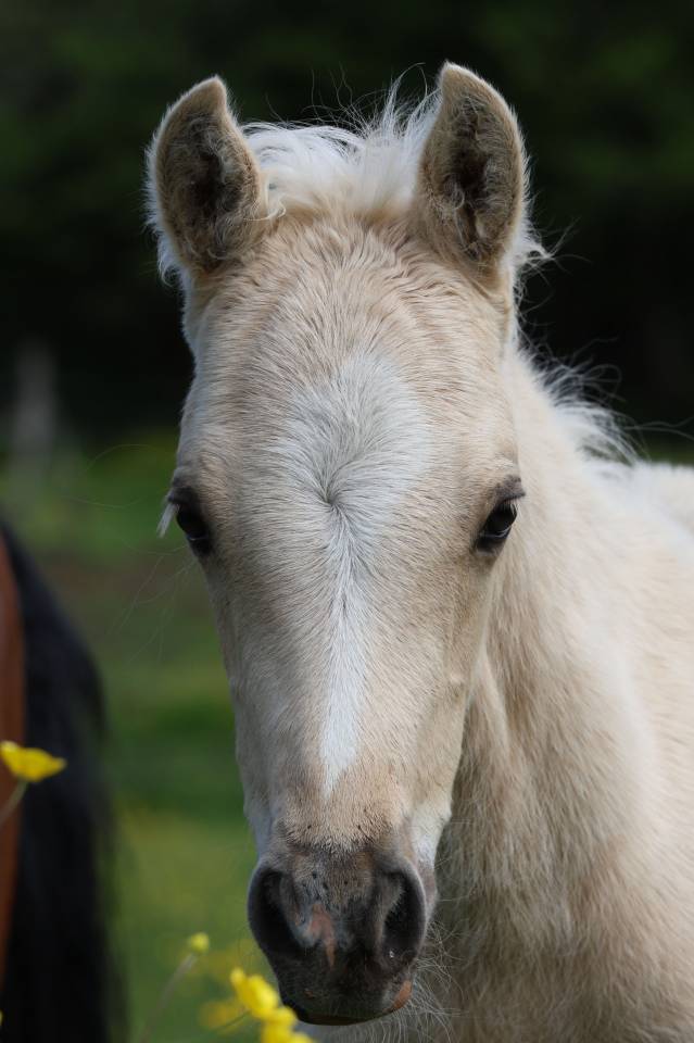 Quadzar de l'Oublan, m&acirc;le WB palomino