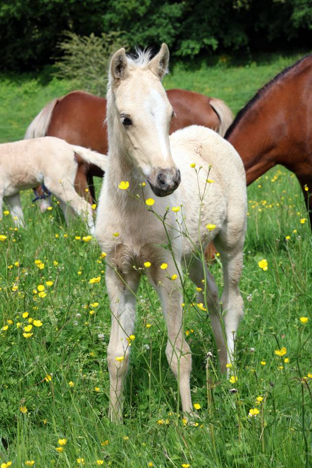 Quadzar de l'Oublan, m&acirc;le WB palomino