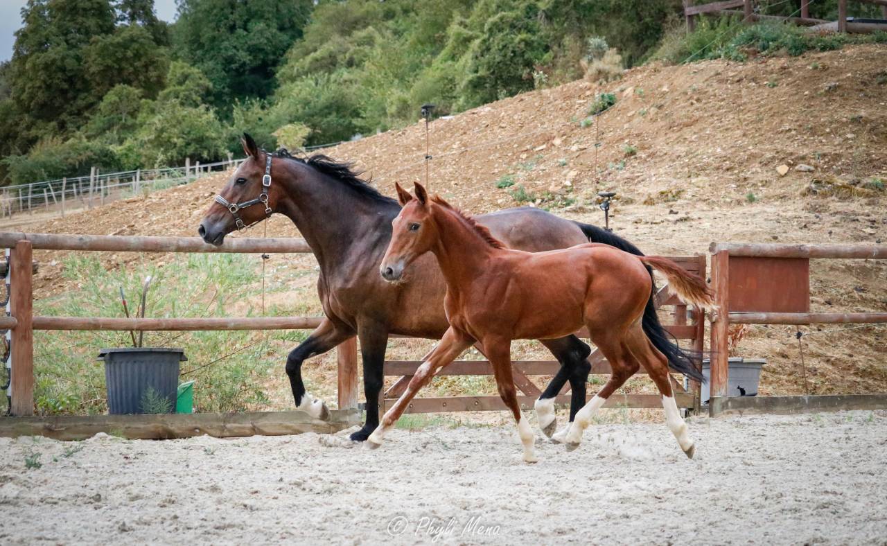 Poulain sf origine sport haut niveau
