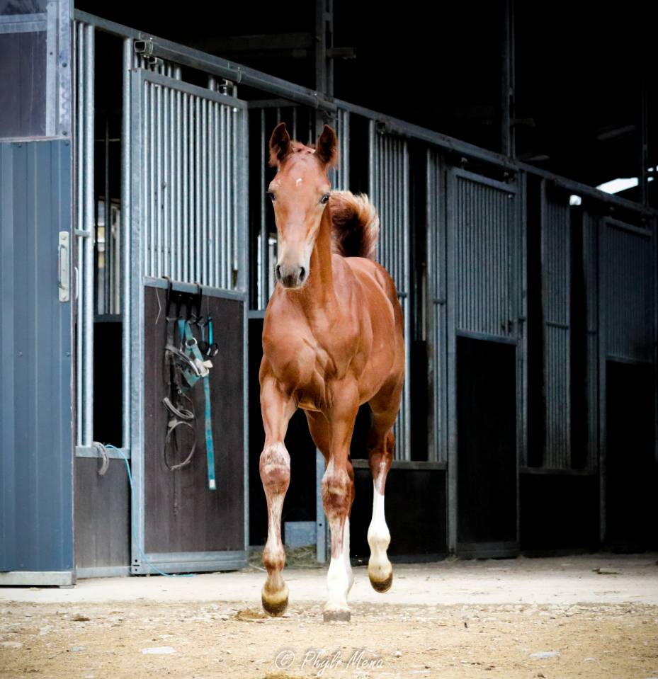Poulain sf origine sport haut niveau