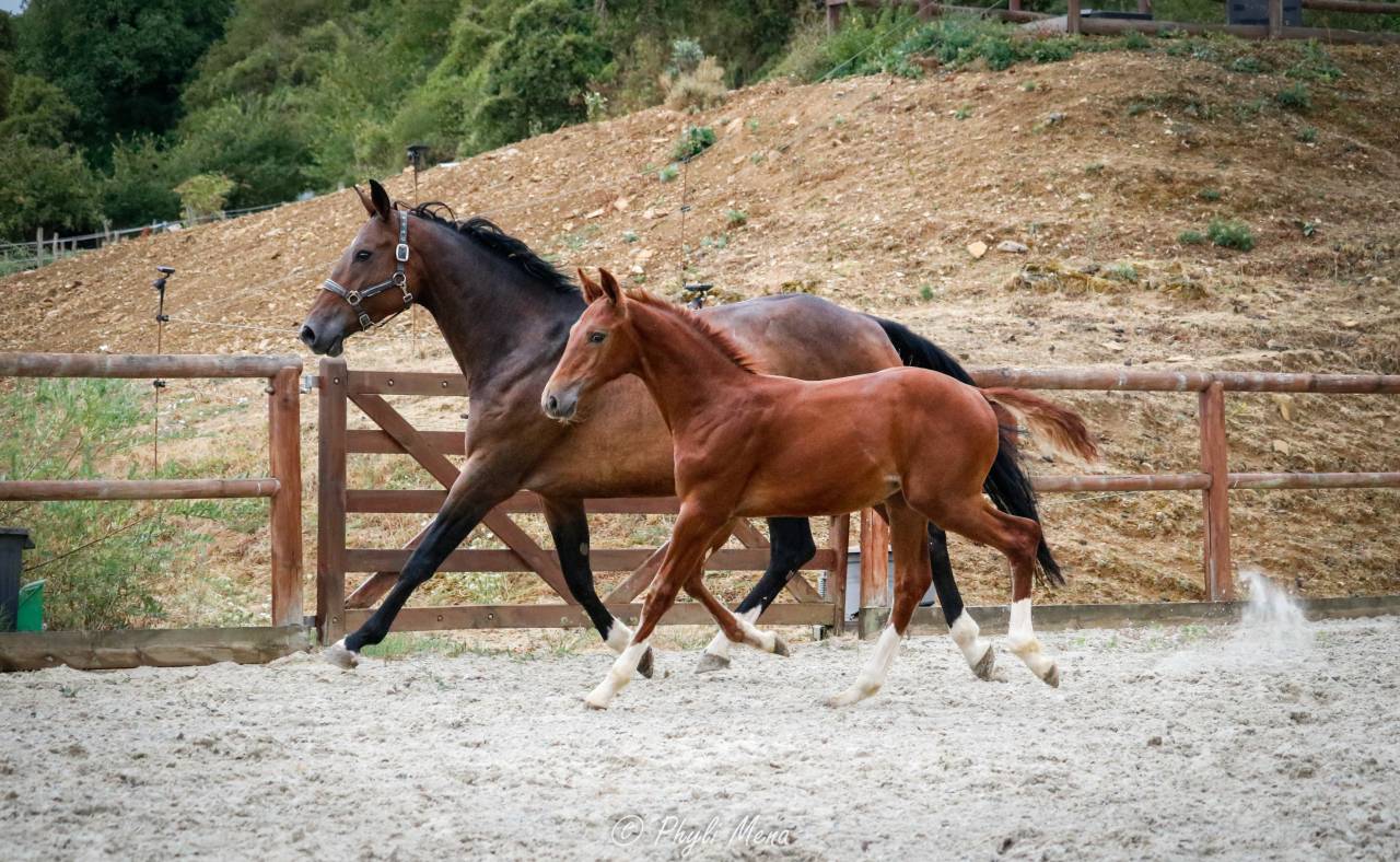 Poulain sf origine sport haut niveau