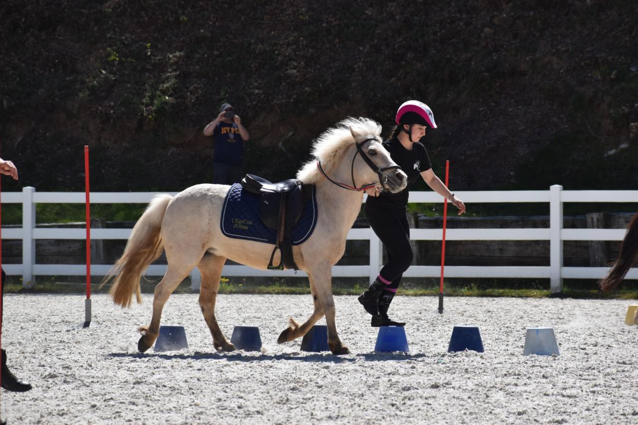 A Vendre PONEY welsch B palomino 11 ans