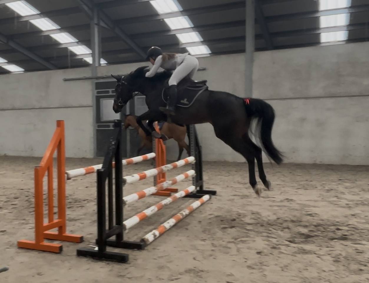 Top jument pour s&rsquo;&eacute;clater au concours!