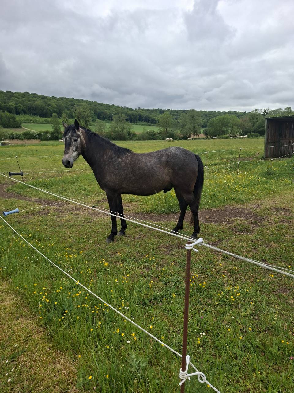 HONGRE  4 ANS  BARBE ARABE POUR ENDURANCE  6500 &euro;