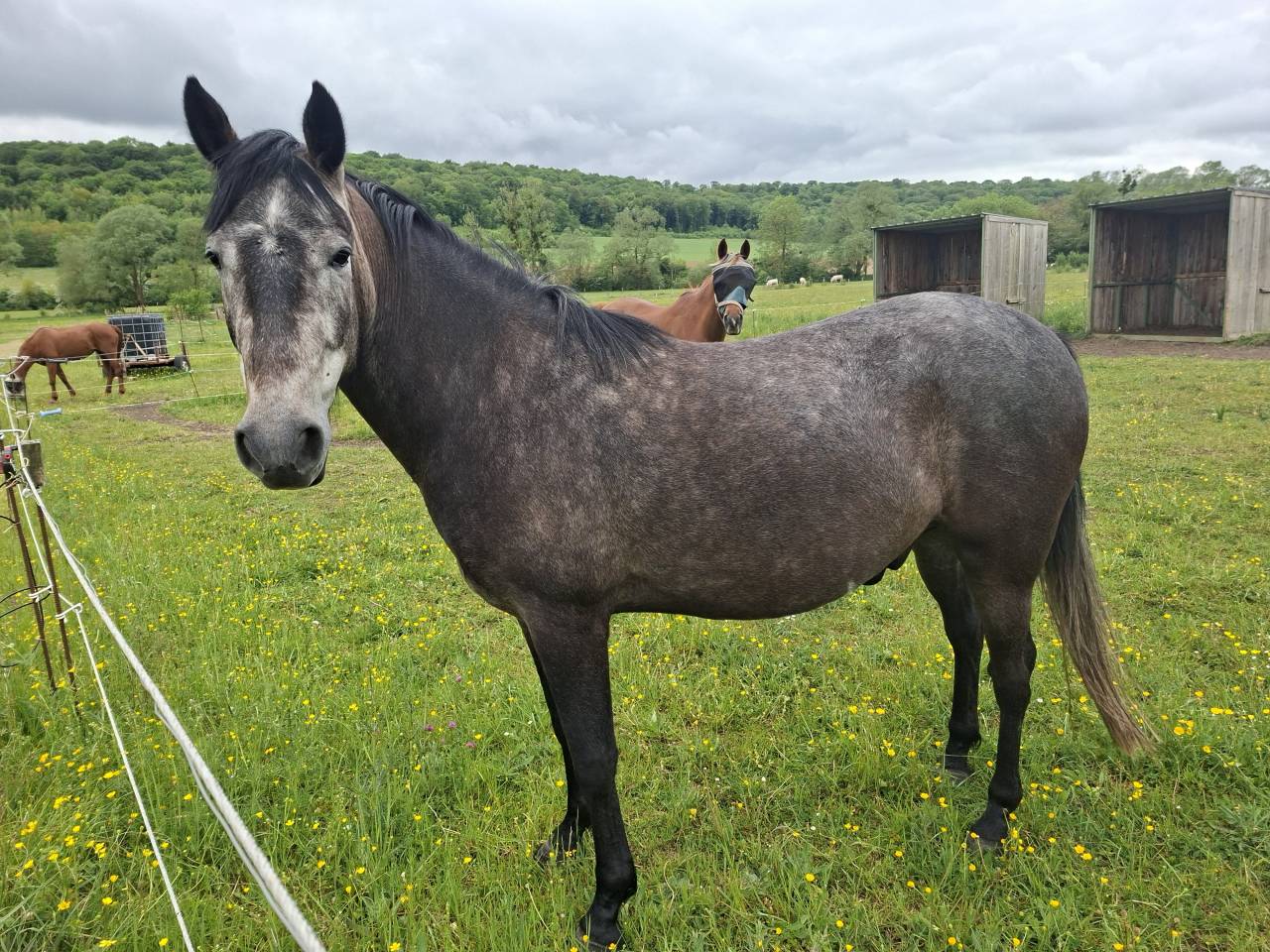 HONGRE  4 ANS  BARBE ARABE POUR ENDURANCE  6500 &euro;