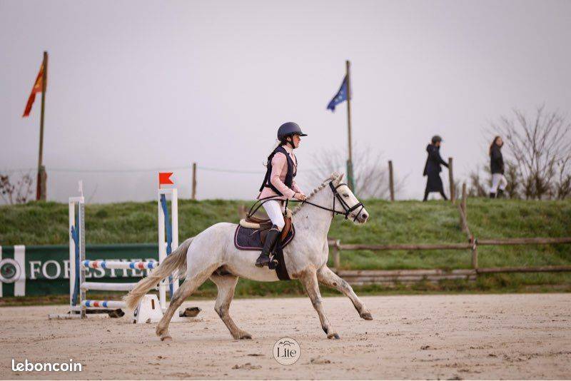 Poney C d'avenir pour jeune cavalier ambitieux 