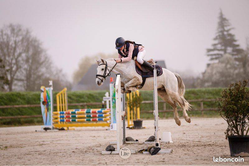 Poney C d'avenir pour jeune cavalier ambitieux 