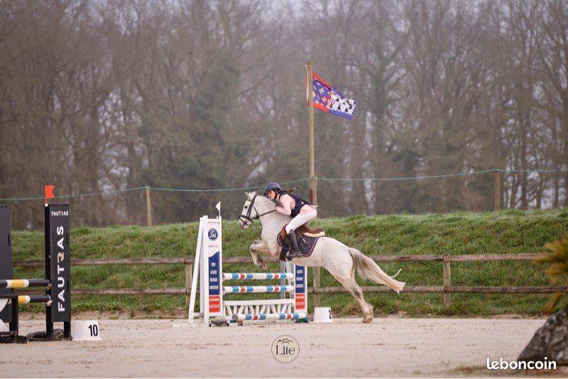 Poney C d'avenir pour jeune cavalier ambitieux 