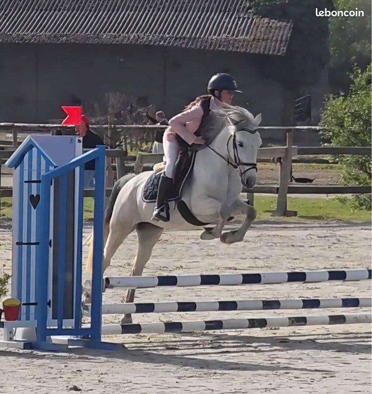 Ponette D 5 ans pour concours CSO et/ou Pony games 