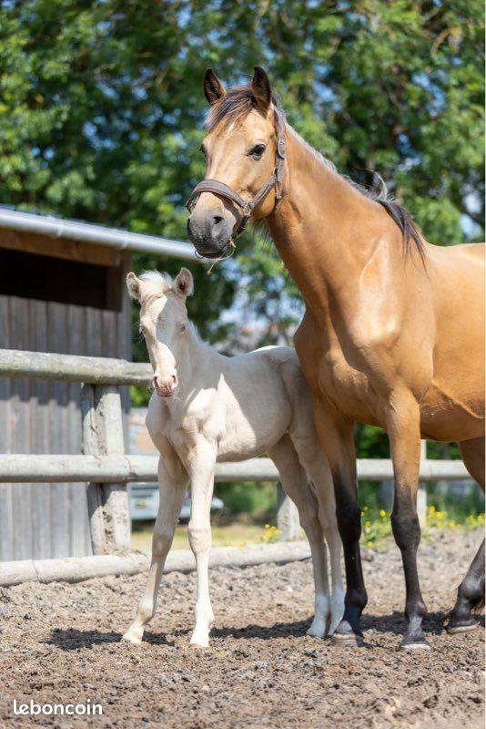 Jument 5 ans 1m60 suit&eacute;e d'une magnifique pouliche 
