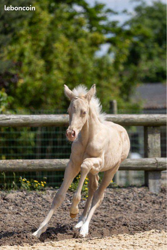 Jument 5 ans 1m60 suit&eacute;e d'une magnifique pouliche 