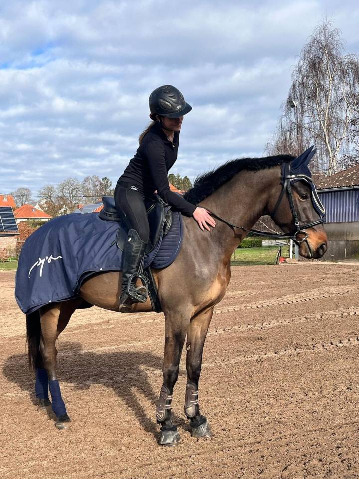 KWPN - hongre - 6 ans - top origines