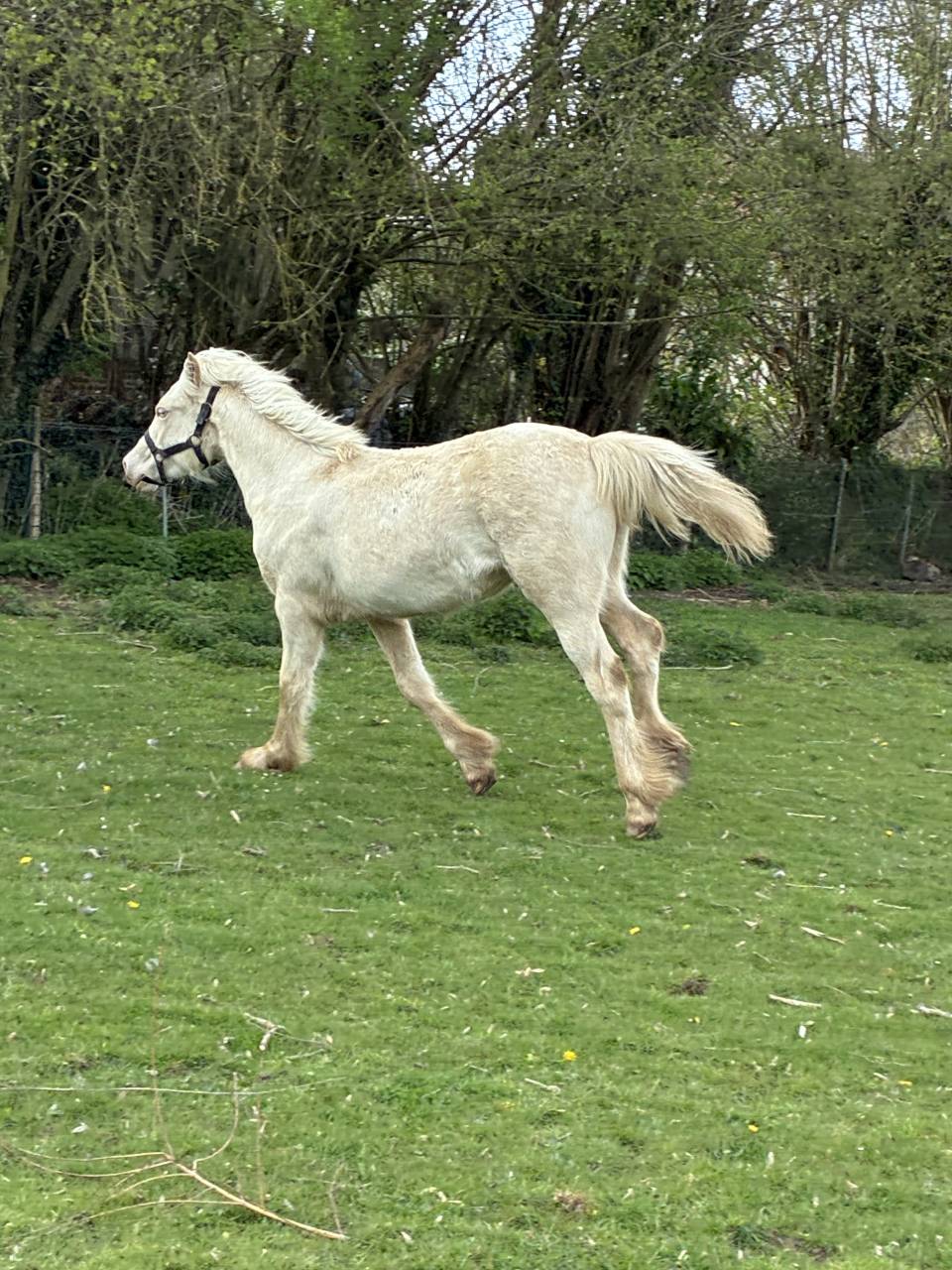 Pouliche welsh cob D creme 