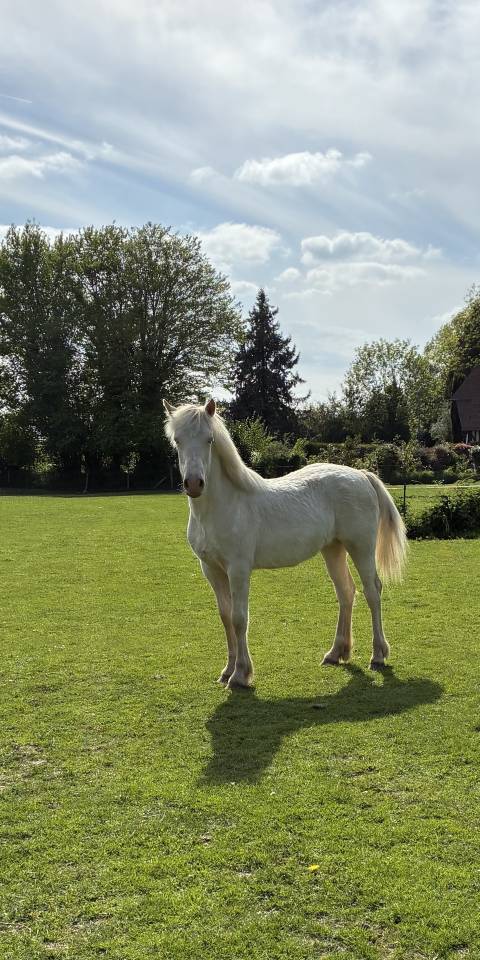 Pouliche welsh cob D creme 