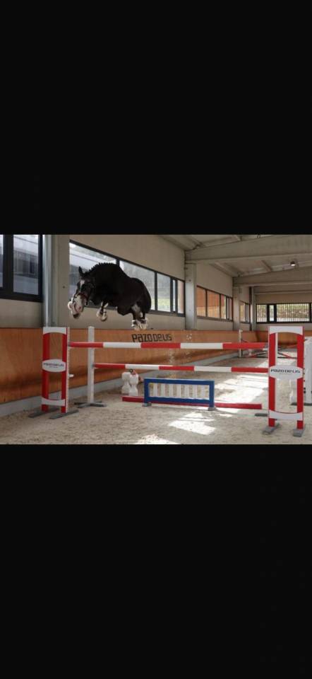 Hongre BWP Cheval de Sang Belge A vendre 2016 Gris par El torreo de muze