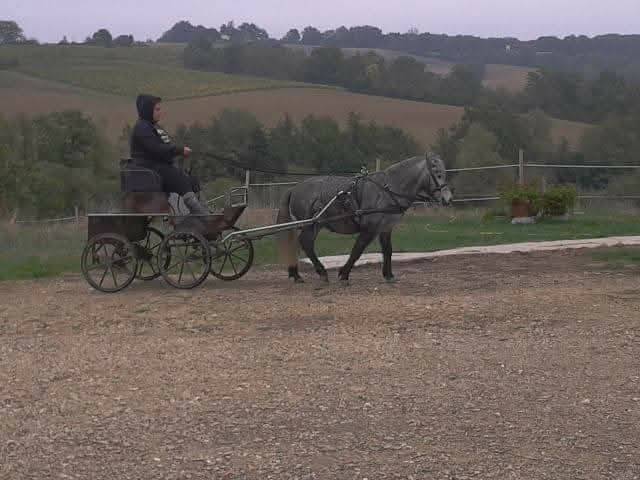 Marathon 4 roues poney
