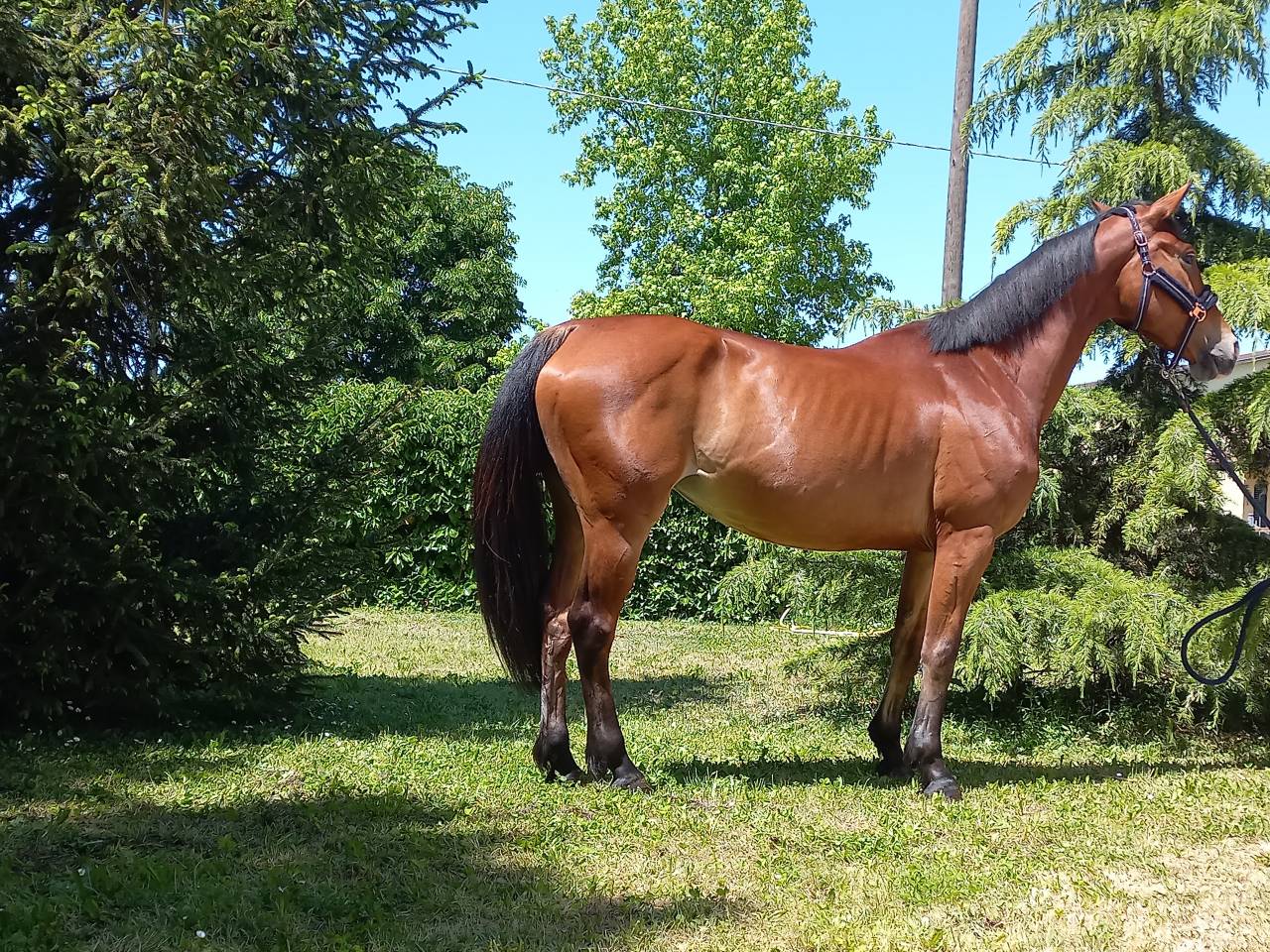 Jument KWPN Cheval de Sport N&eacute;erlandais A vendre 2021 Bai par Kallmar VDL