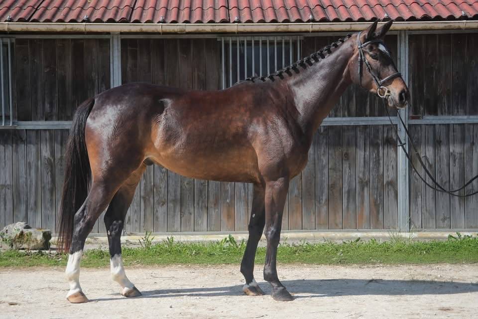 Hongre de 4ans &agrave; vendre 