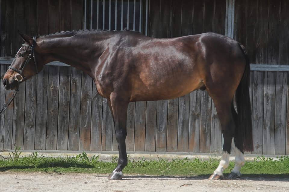 Hongre de 4ans &agrave; vendre 
